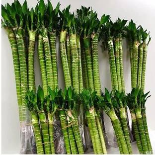 Chalisa Bamboo Plant Seed