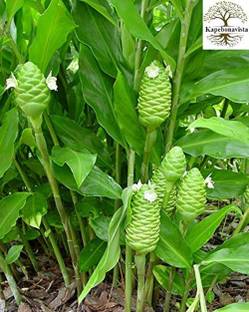 Kapebonavista Banadrak Mahabari-bach NAR-kachur Kulanjan plant, it is a plant not a seed Seed