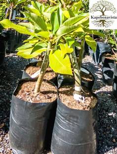 Kapebonavista Lal Gulachin Frangipani Kathgolop Plumeria Rubra plant, it is a plant not a seed Seed