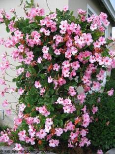 Cloud Farm Heart Leaf Oxycardium Plant