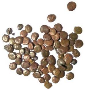 Ravel Acacia Catechu Khair Seed black catechu Pack of 100 gm Seed