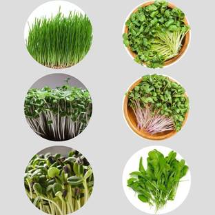 Variety House Organic Microgreens Seeds Combo Pack(6 Varities)- Grow Green(500) Seed