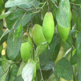 Earth Plant Farm Ber Apple Plant
