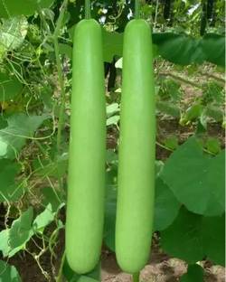 Uttam Bottle Guard Seeds/ Ghiya Seed