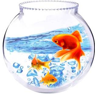 BILAL ANSARI 8 Inch Collar 11 Round Ends Aquarium Tank