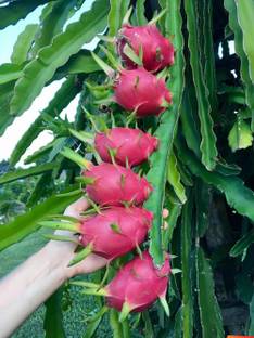 UGALLO Dragon Tree