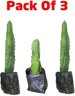 GreenHorizon Dragon Tree