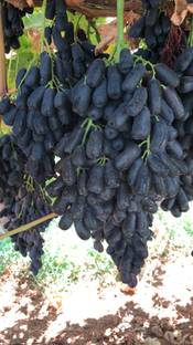 MiraclrGarden Grapes Plant