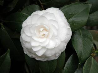 EliteGreen Poplet Plant