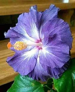 MAITRA AND SON Hibiscus Plant