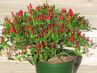 ActrovaX African Bird Eye Chilli [1000 Seeds] Seed