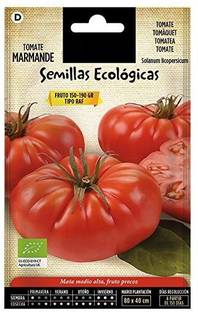 WILLVINE Tomate Marmande Raf Seed