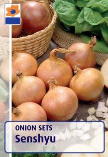 Biosnyg Senshyu Winter Onion Sets Autumn Planting 500 Seeds Seed