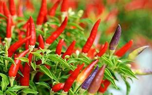 WILLVINE African Devil Chilly Seeds - Bird Chilli -Red Seed