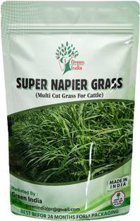 Green India super napier grass seed Seed