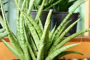Kapebonavista sansevieria cylindrica plant, it is a plant not a seed Seed