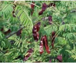 Ravel Khair Seed,Acacia Catechu Seed