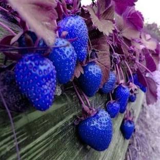 Willvine Strawberry Rare Fruit Vegetable Seeds Bonsai Edible Seed Price In India Buy Willvine Strawberry Rare Fruit Vegetable Seeds Bonsai Edible Seed Online At Flipkart Com