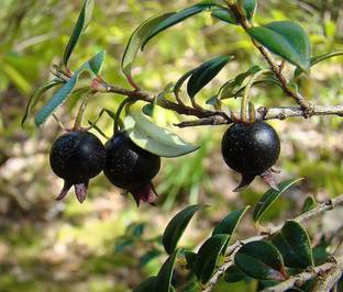 ActrovaX Black Guava/Amrood Fruit Plant [1600 Seeds] Seed