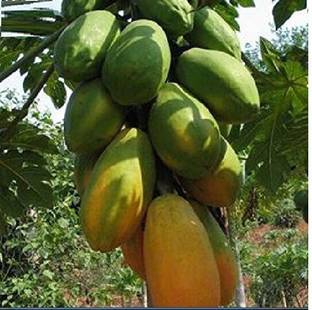 ActrovaX Papaya Dwarf Shah Nanah Fruit [2gm Seeds] Seed