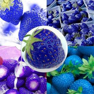 WILLVINE Rare Giant Strawberry Super Sweet, Extra Large Seed