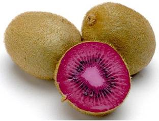WILLVINE Kiwi Seeds - PINK LADY - Great Houseplant - Rare Tropical Fruit Seeds Seed