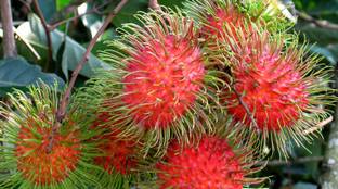 Green Phobia Rare Rambutan Fruit ' Nephelium Lappaceum Fruit Plant Seed