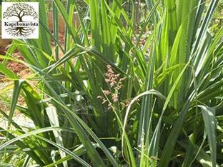 Kapebonavista Kewra Gagan-dhul Ketaki Jambul Kia Jambala plant, it is a plant not a seed Seed