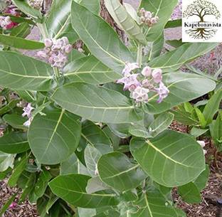 Kapebonavista Swetharka Madaar Crown Flower plant, it is a plant not a seed Seed