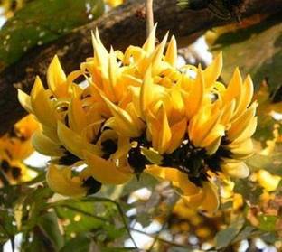 Kapebonavista White butea monosperma Plant, it is a plant not a seed Seed