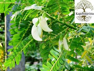 Kapebonavista Gaach-Munga Agastya Houwaiman Agasi Agathi plant, it is a plant not a seed Seed