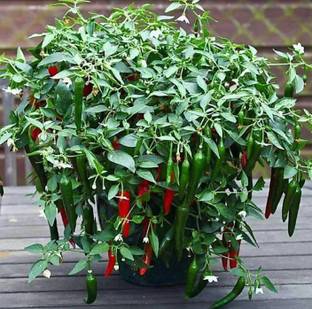 Samarthgreens Mirch/Chilli Plant