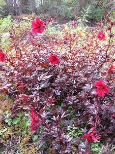 Evergreen Hibiscus Plant