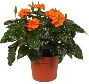 Chalisa Crossandra, Firecraker flower Seed