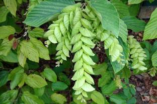 Indiana Herbalife Wild Hops Plant