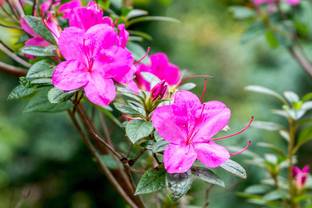 EliteGreen Rose Plant