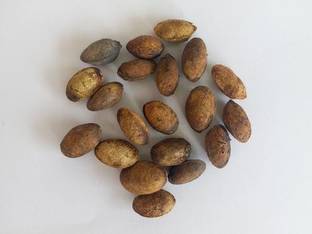 Ravel Simarouba Glauca-Lakshmi Taru Seeds Pack of 100 seed Seed