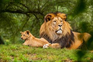 PRINTHUBS 30.48 cm Animals Lion Sticker Poster for Room Home office Wall Décor (Size12x18Inch)S61 Self Adhesive Sticker