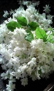 My Dream Nursery Jasmine Plant