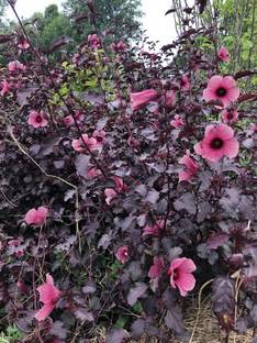 Evergreen Hibiscus Plant