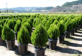 Kapebonavista Thuja orientalis Plant, it is a plant not a seed Seed