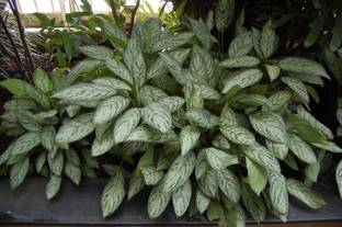 Kapebonavista aglaonema Grey plant, it is a plant not a seed Seed