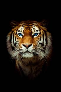 PRINTHUBS 30.48 cm Animals Tiger Sticker Poster for Room Home office Wall Décor (Size12x18Inch)S2 Self Adhesive Sticker