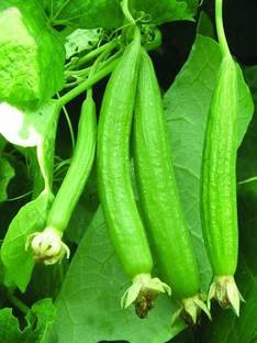 VibeX ® VLR-241 Small Ridge Gourd , देसी सरपुतिया बीज , सतपुतिया बीज Seed