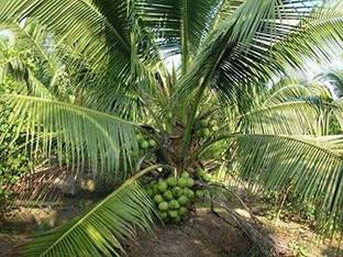 Kapebonavista Dwarf Rare Coconut Combo Plants, it is a plant not a seed Seed