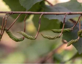 plantsworld Maror Phali, Helicteres isora, Indian Screw Tree, Mardashingi Seed