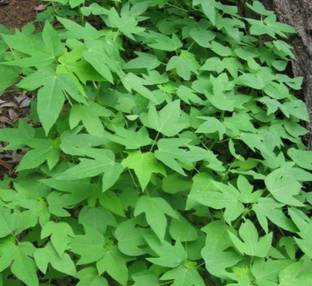 MINNAL TRADERS Papaya Plant
