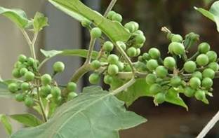 MINNAL TRADERS Brinjal