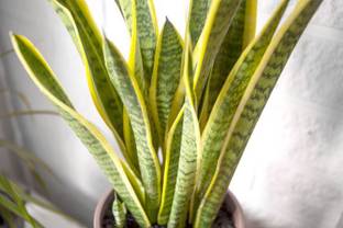 Earth Plant Farm Snake Plant