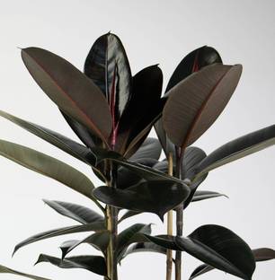 Bijaya Online Store Rubber Tree